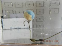 stick mix explosiv